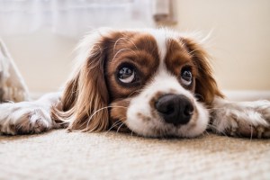 Challenge Week 10: Deep clean your floors!