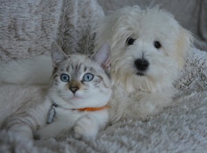 Keeping your pet healthy this winter