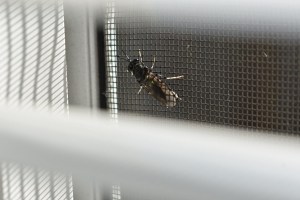 Flying insect trap