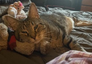 Is your pet having difficulties getting on the couch or bed?